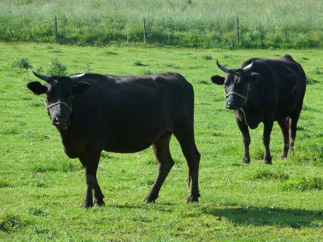 宮崎尾崎牛の定義と飼育基準：幻の和牛が育つ環境